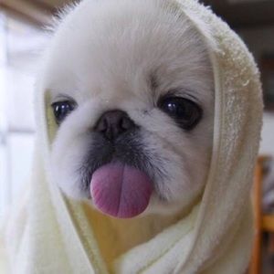 Meet your Posher, Thanit